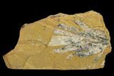 Fossil Conifer (Agathus) Plate - Australia #133638-1
